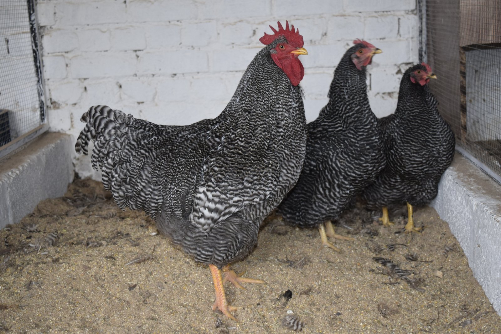 Barred Plymouth Rock rooster with three hens in a backyard run