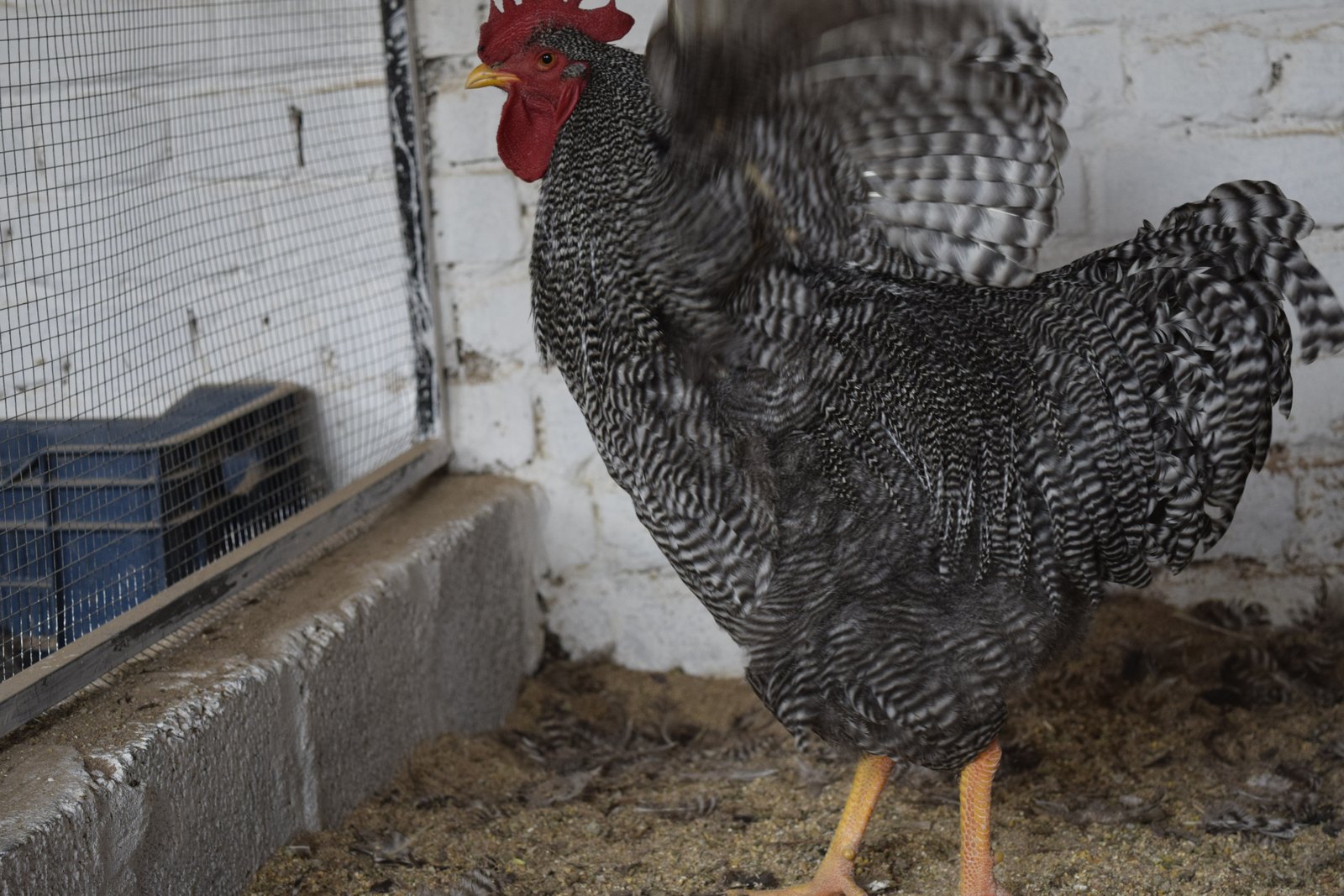 Close-up of a Barred Plymouth Rock rooster showing the feather barring pattern