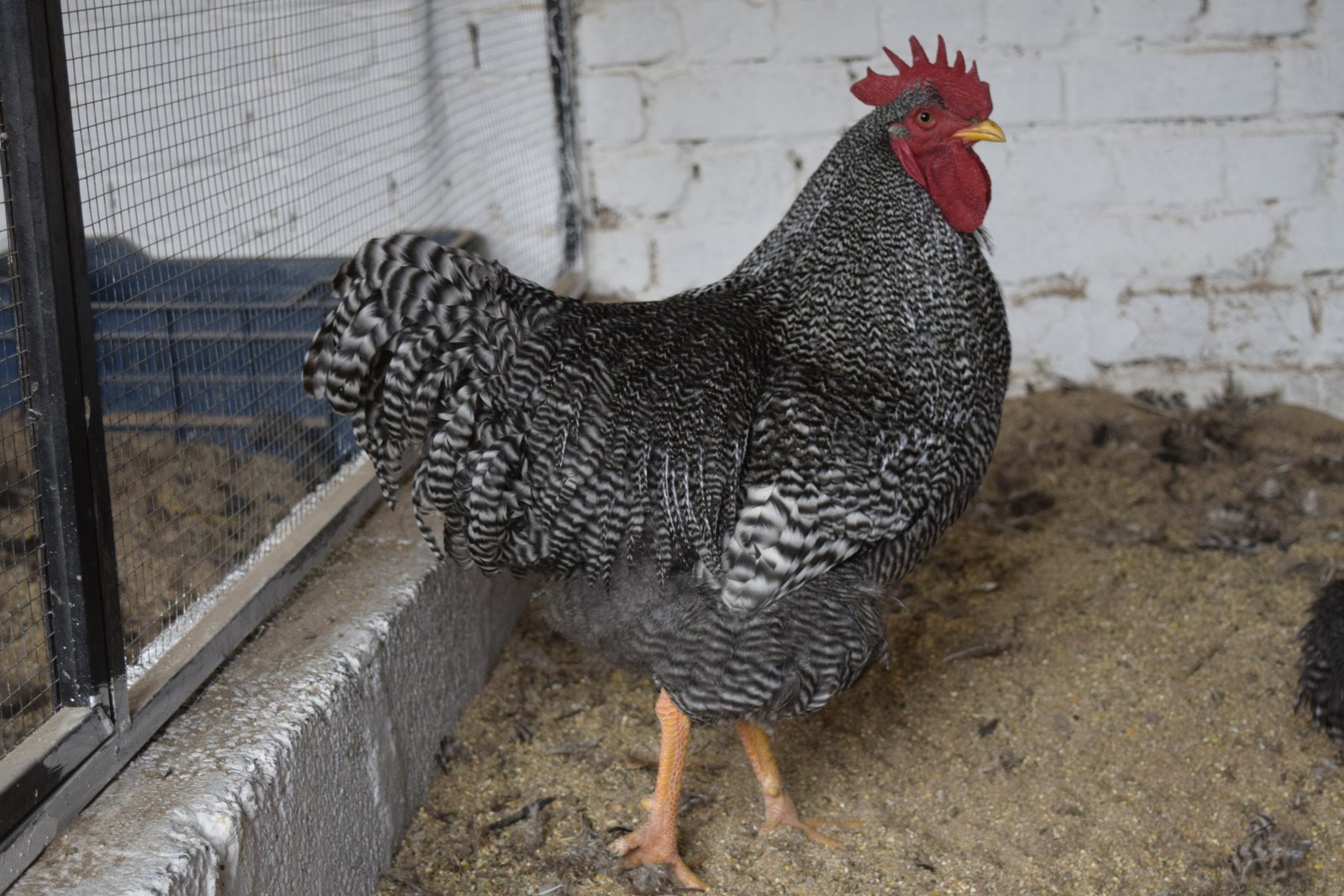 Barred Plymouth Rock rooster in full side profile, showing the breed's crisp black-and-white barring and yellow legs