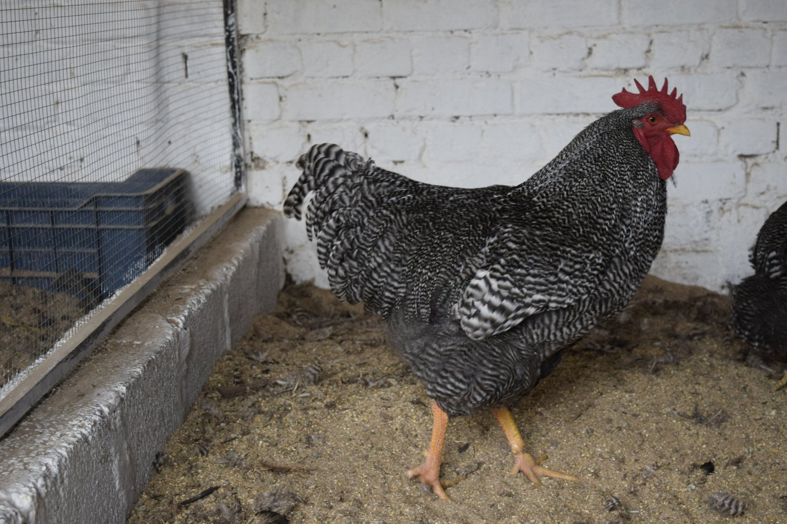 Barred Plymouth Rock rooster standing against a whitewashed brick wall