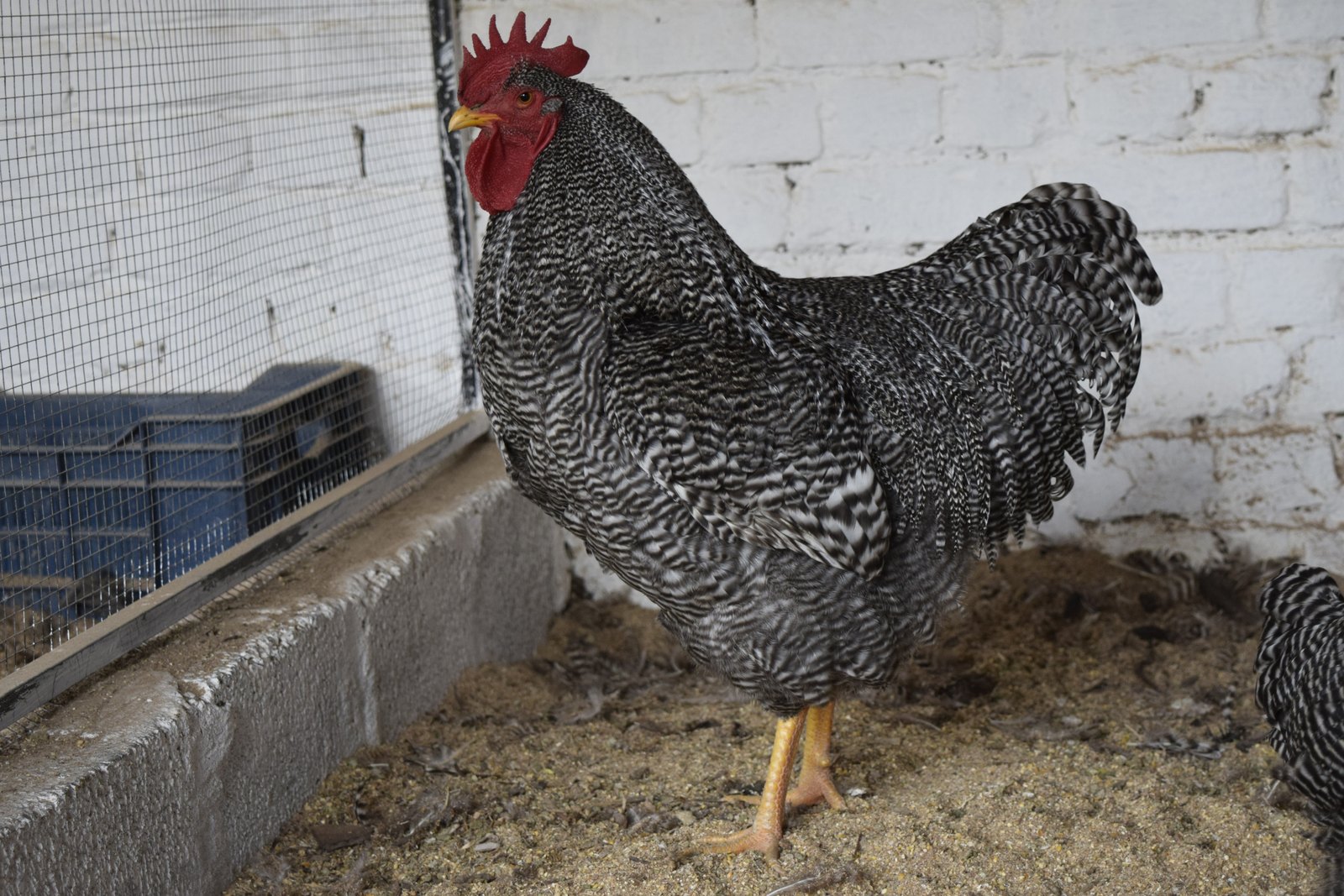 Barred Plymouth Rock rooster with tail feathers and barring pattern in detail