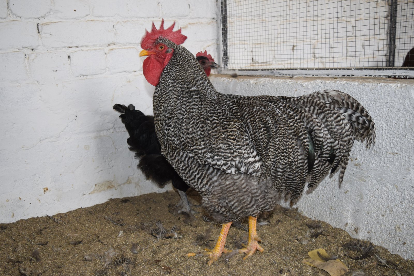 Barred Plymouth Rock rooster beside a young black bird