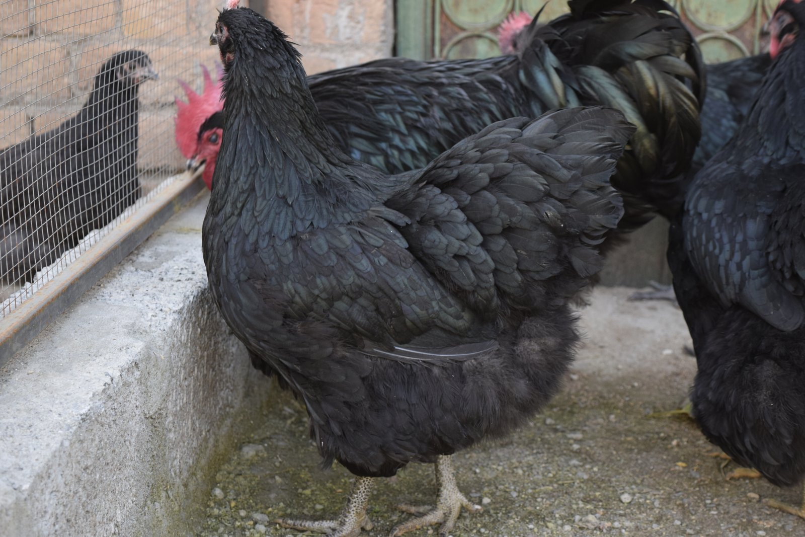 Black Australorp hen close up, showing plumage and comb detail
