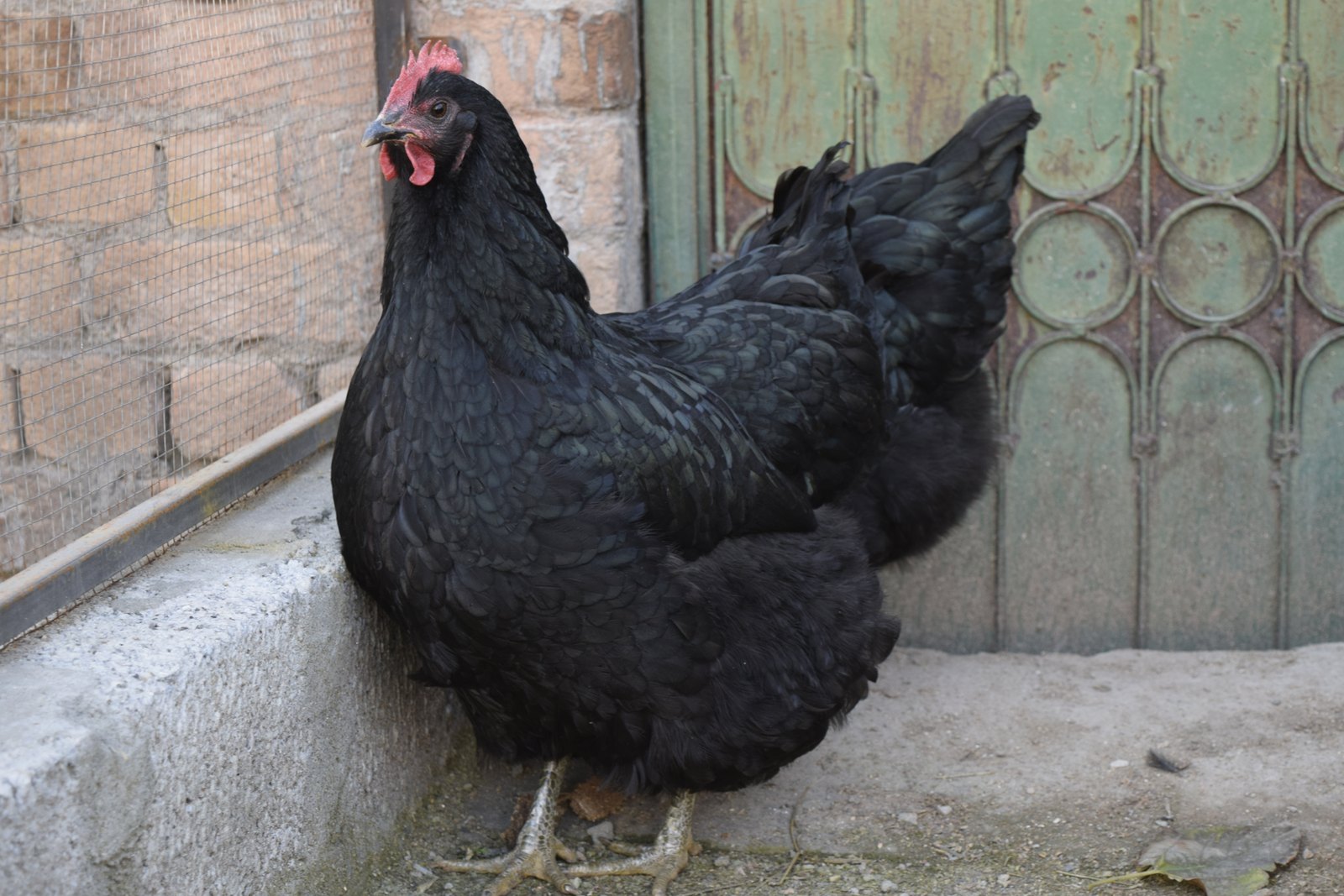 Black Australorp hen in side profile against a brick and painted-metal background