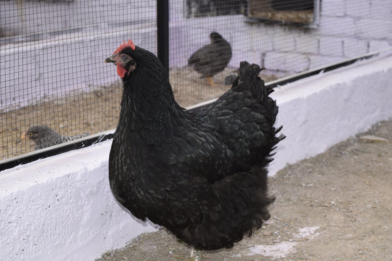 Black Australorp hen standing against a pale wall