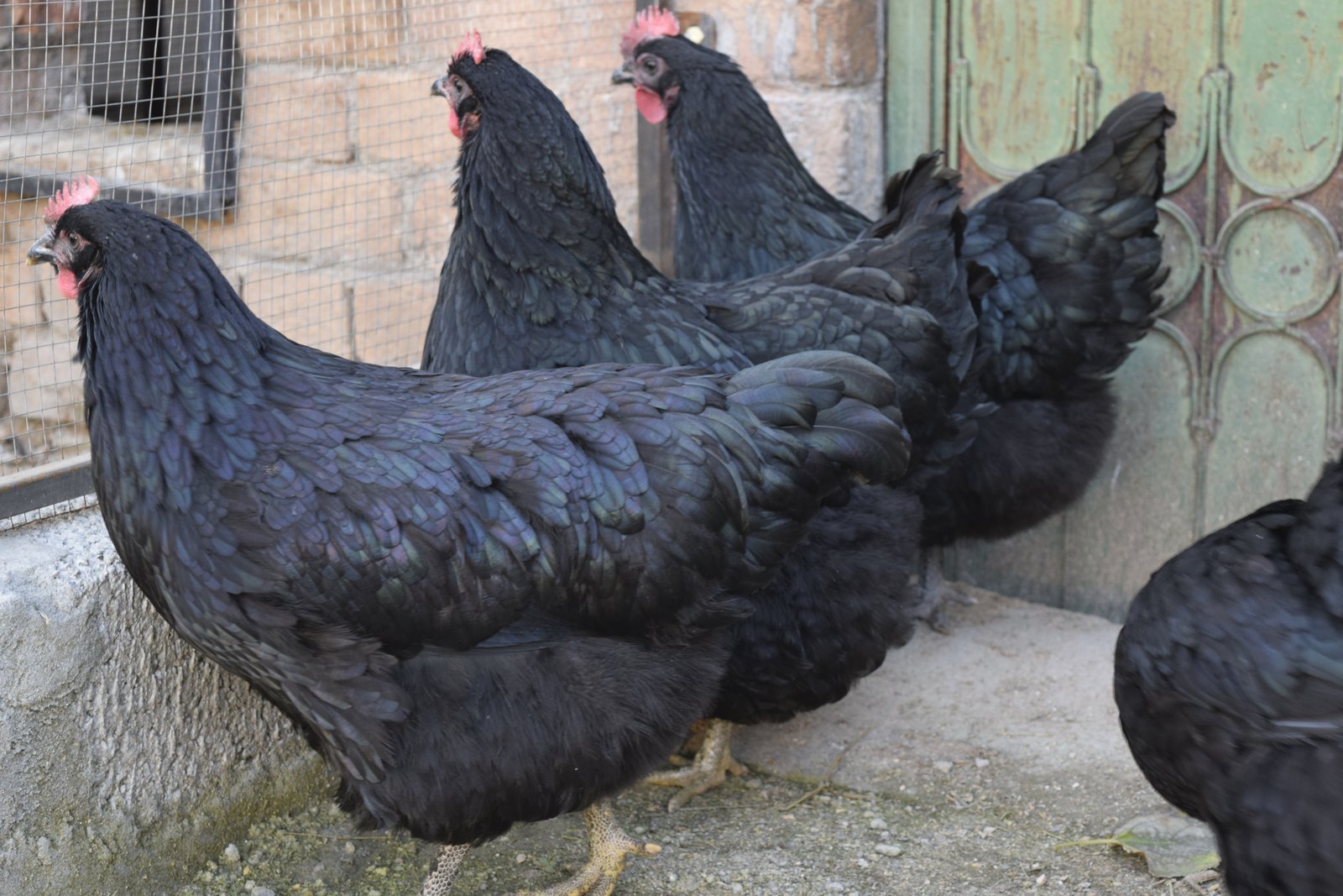 Black Australorp hen in the foreground with the rest of the flock behind