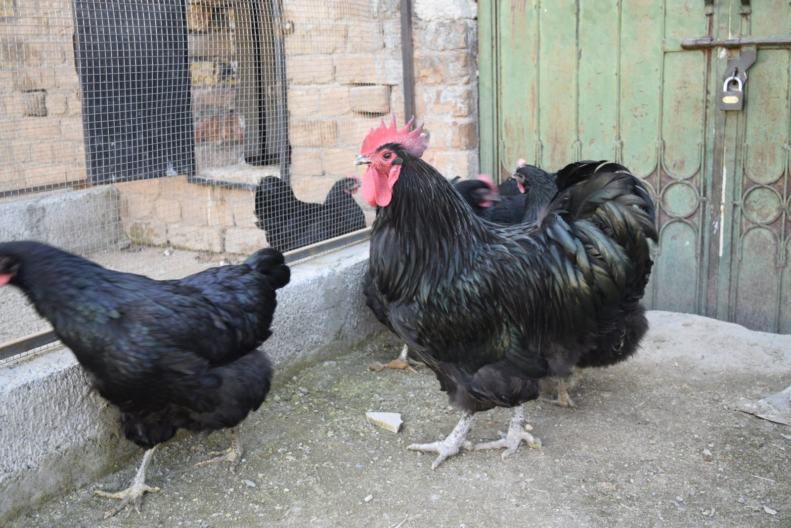 A Black Australorp pair in a backyard run