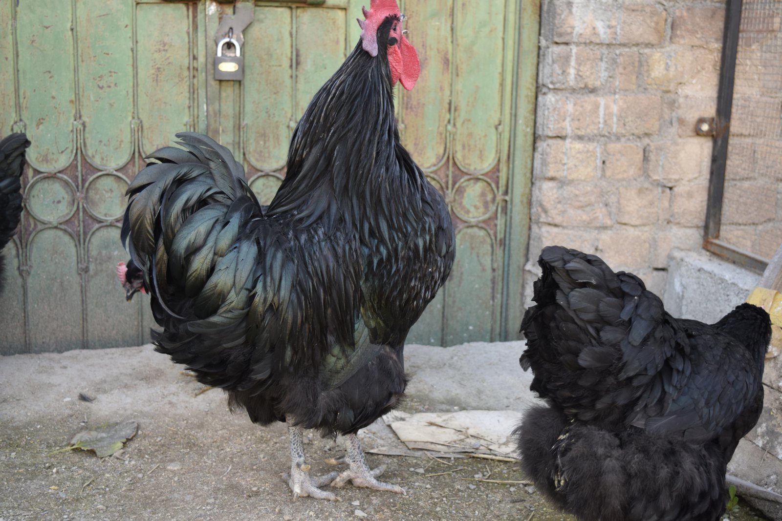 Black Australorp rooster in profile, the beetle-green sheen visible across hackle and saddle