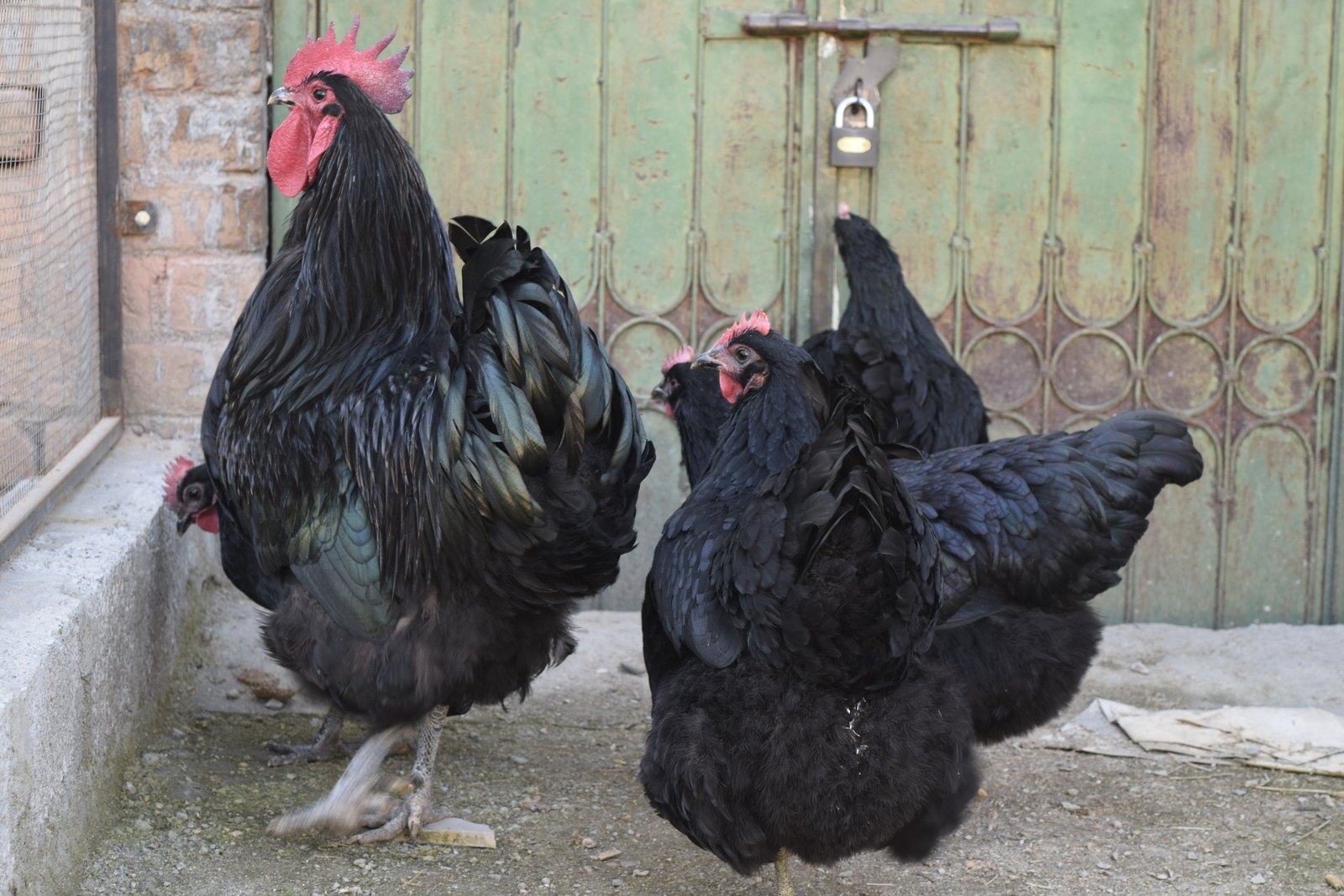 Black Australorp rooster standing upright among hens