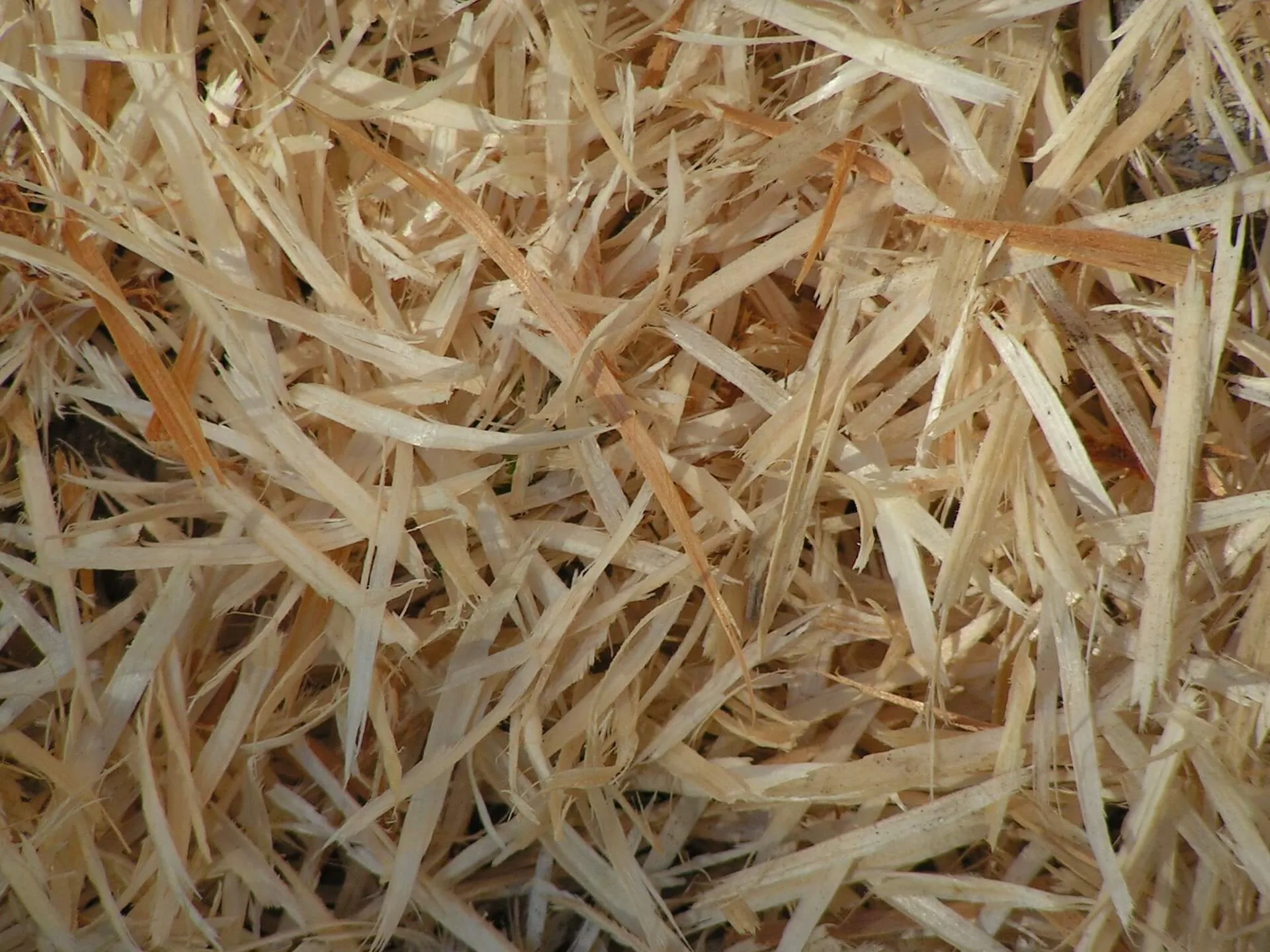 Pine shavings