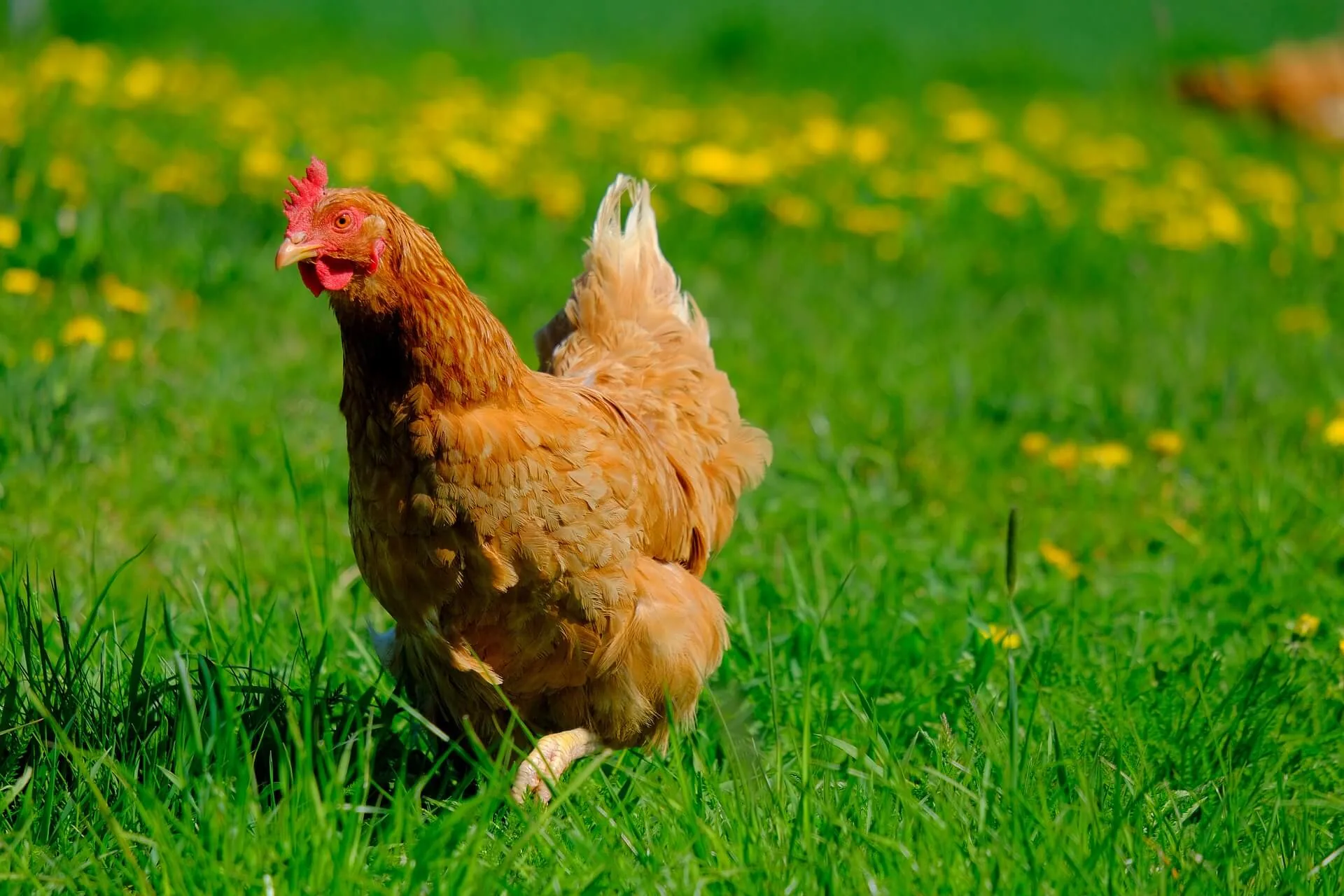 Chicken on grass