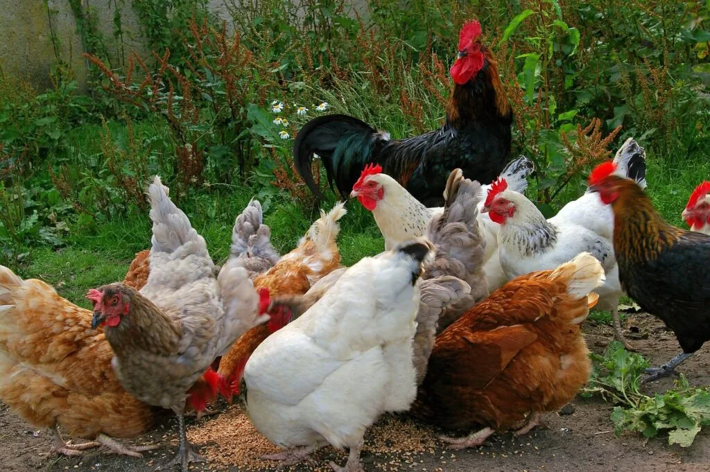 chickens eating nutritional food