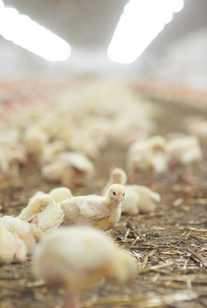 chickens raised in artificial light