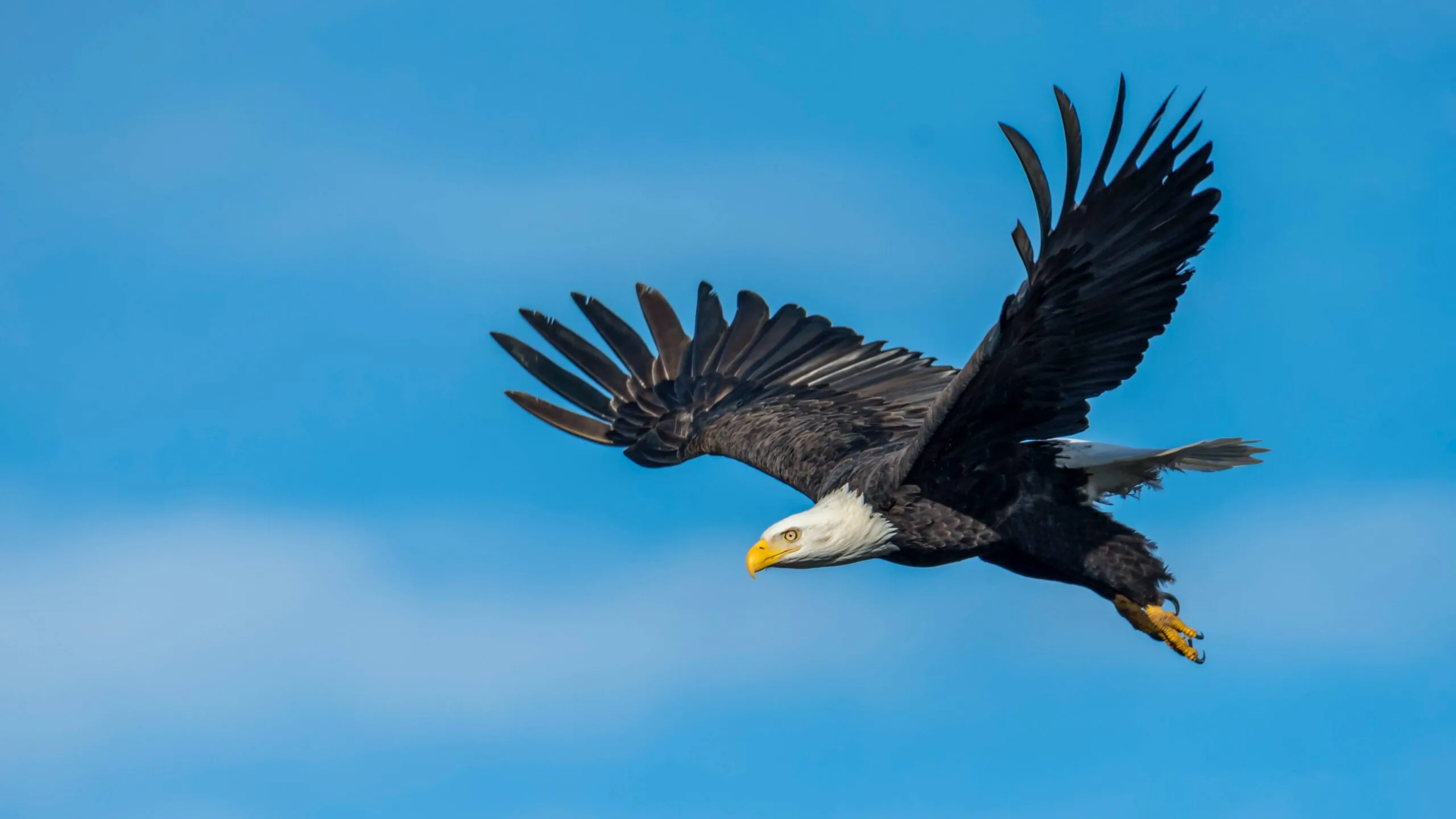 Eagle