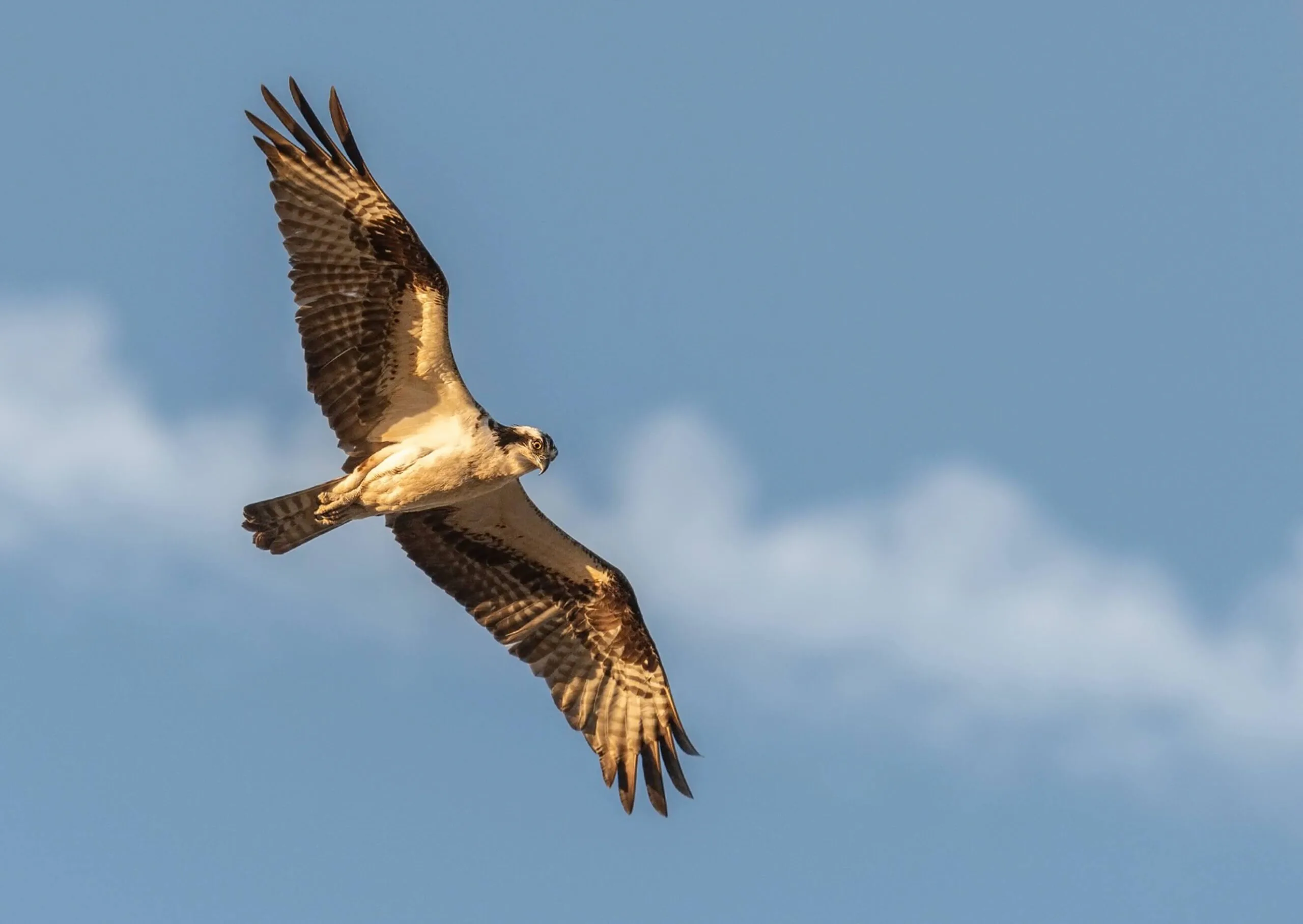 Hawk predator