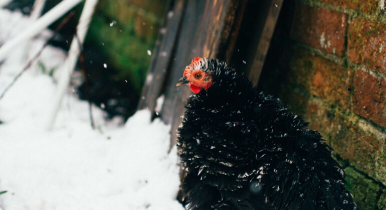 black hen in snowy cold weather