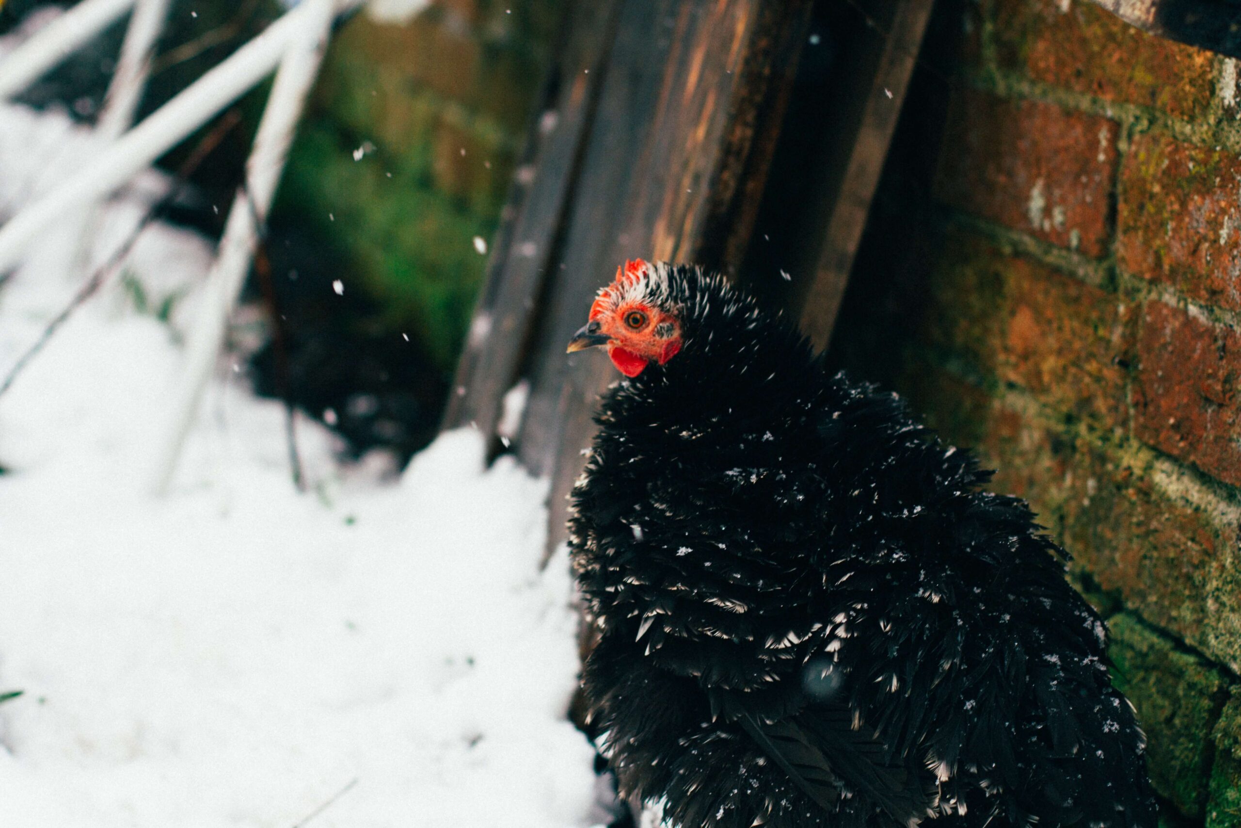 Knowing Ideal Temperature for chickens: A Practical Conclusive Guide