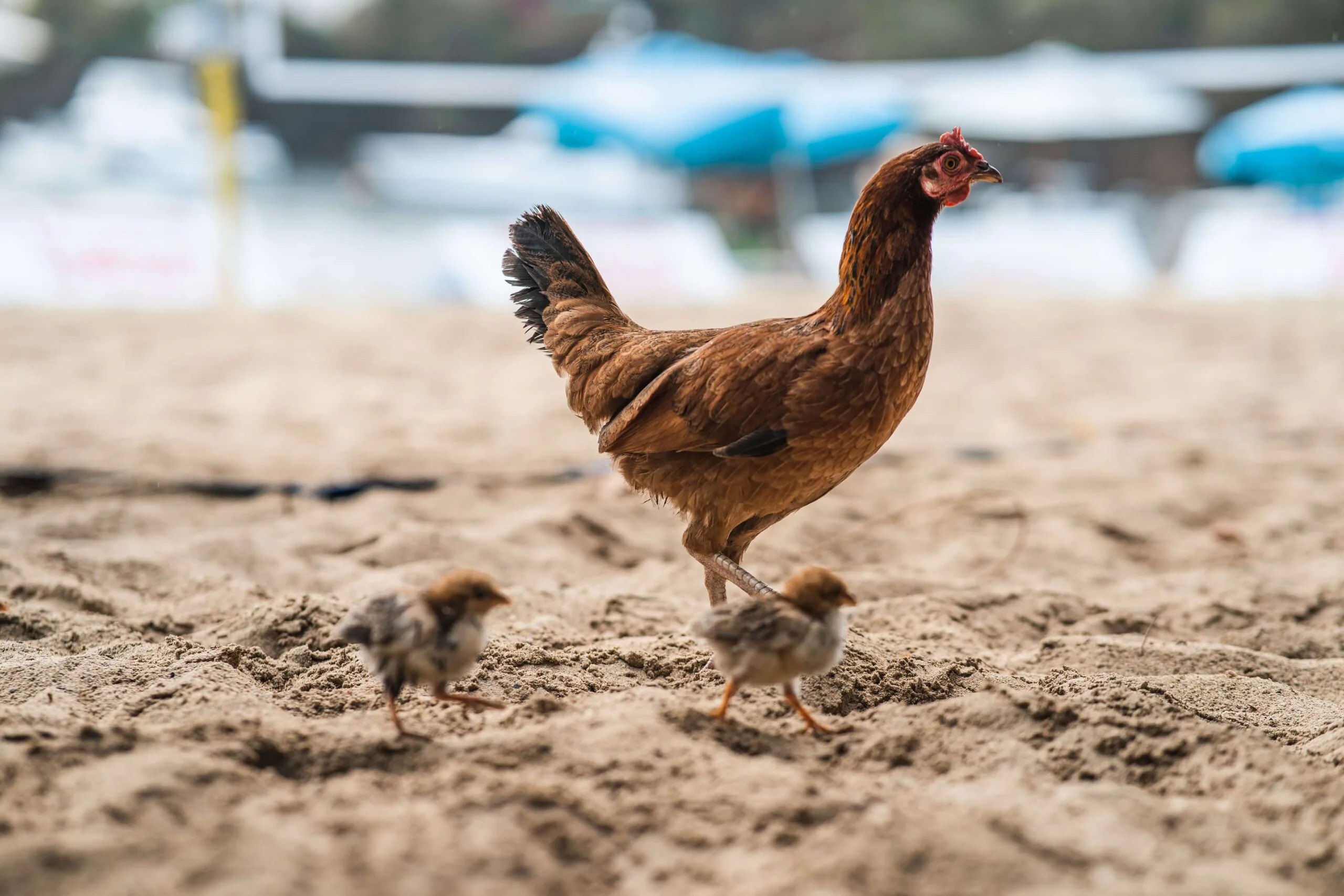 Hen with chicks on sand