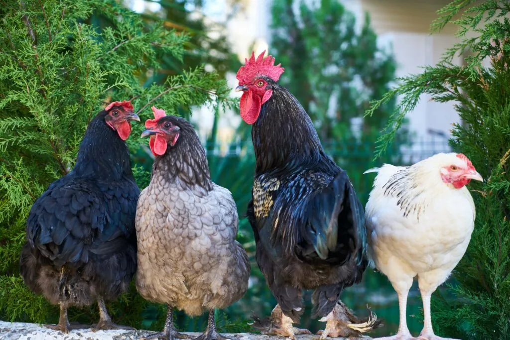 Three hens and one rooster of different breeds