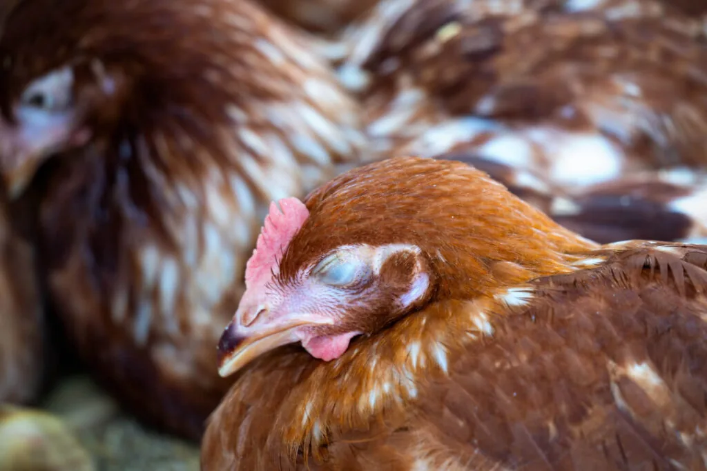 brown sick chicken with eye closed