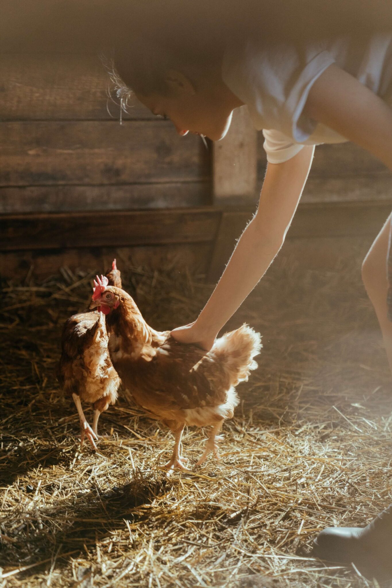 Choosing the Best Chicken Coop Bedding An Indepth Comparison