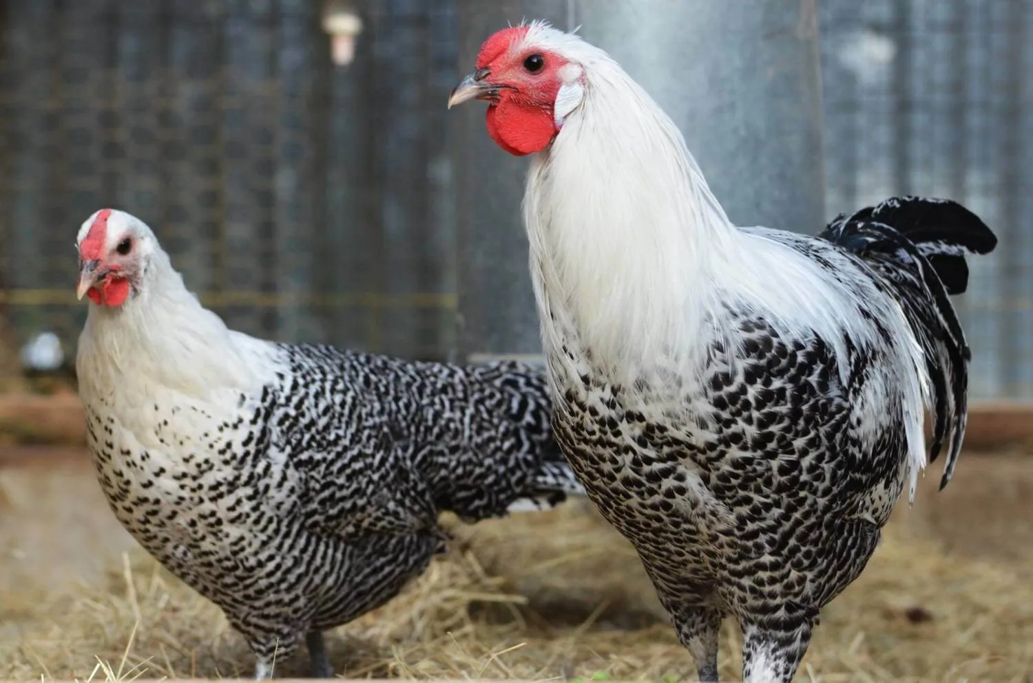 Deathlayer Chicken (Westfälische Totleger): The Complete Breed Guide