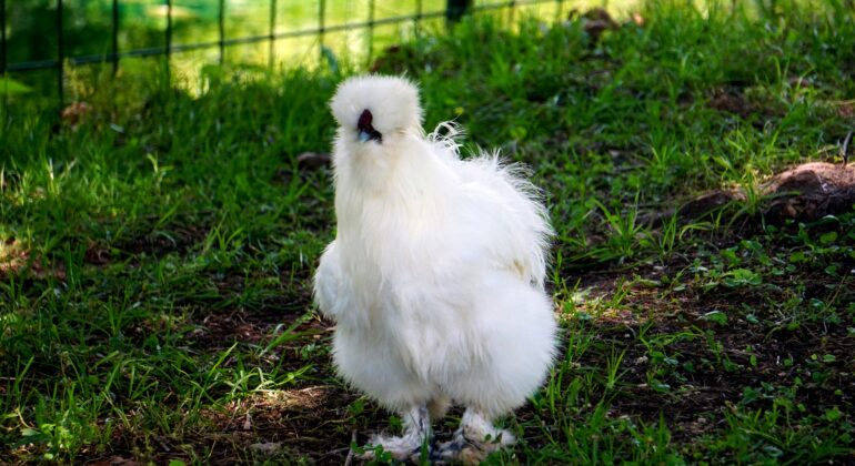 White silkie standing on grass