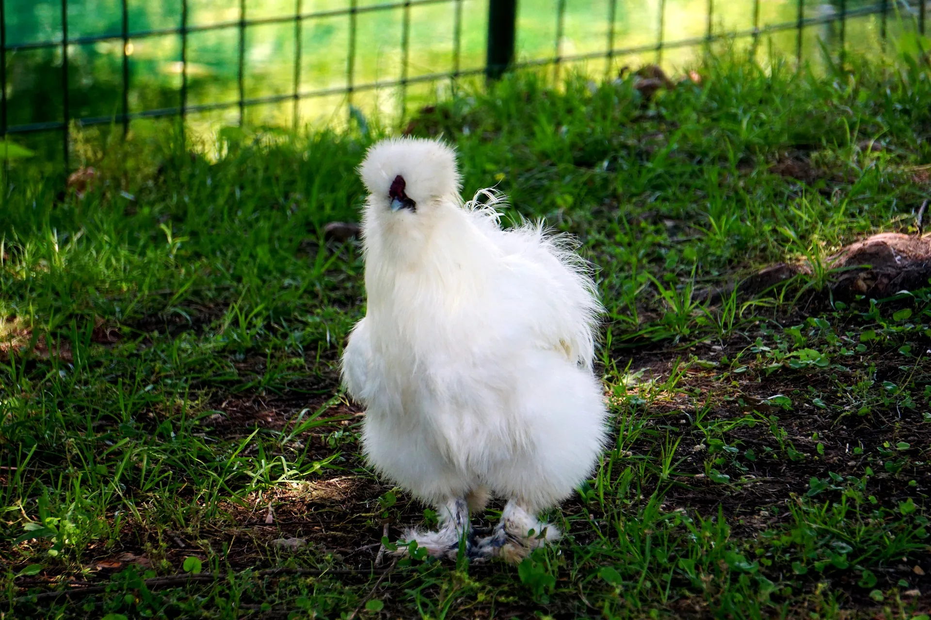 A fluffy white Silkie chicken, one of the most popular backyard breeds