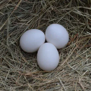 Deathlayer eggs — small-to-medium and white