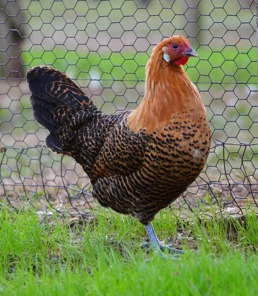 A Gold Deathlayer hen showing orange-and-gold plumage