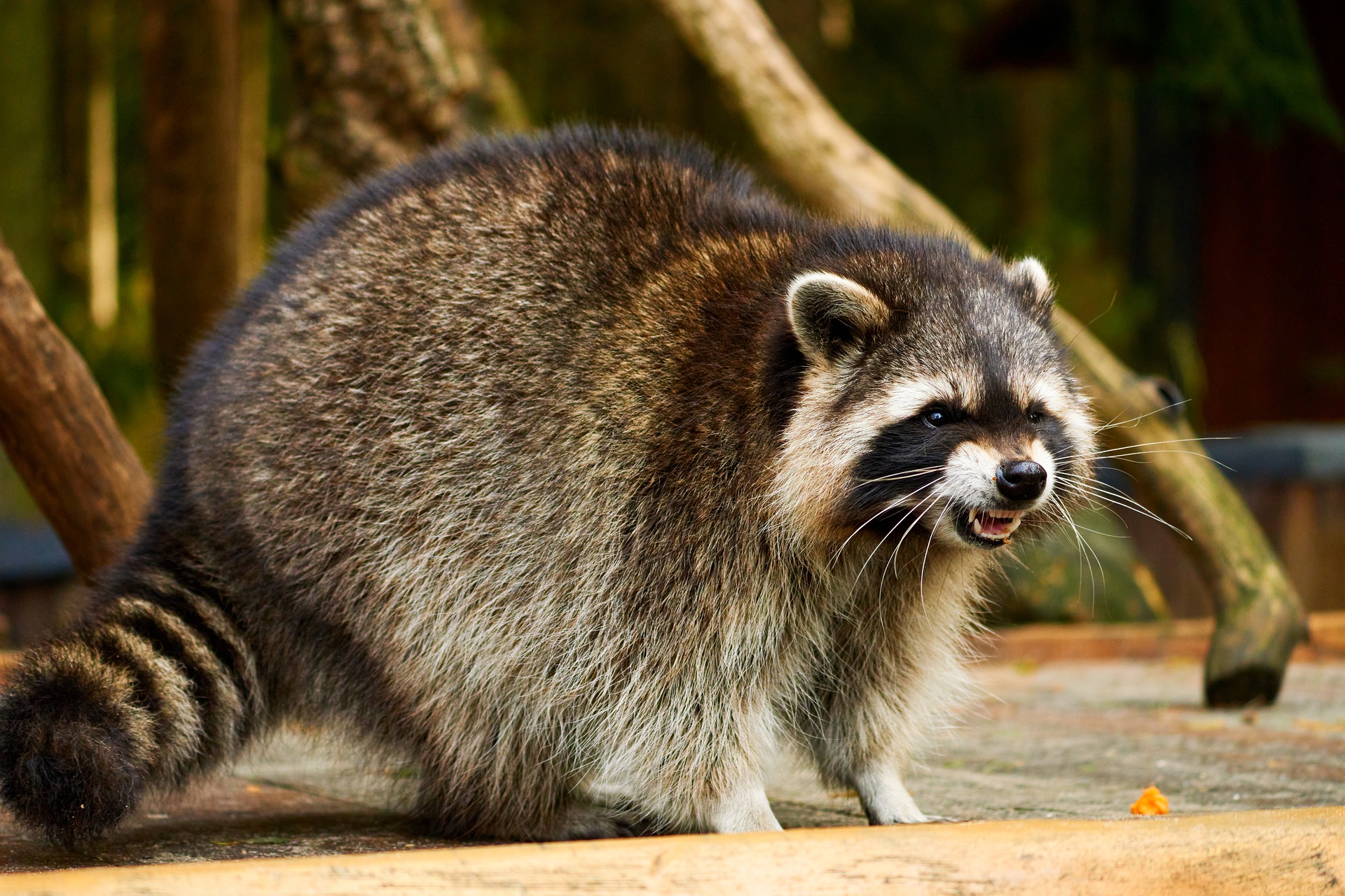 Raccoon with its mouth slightly open