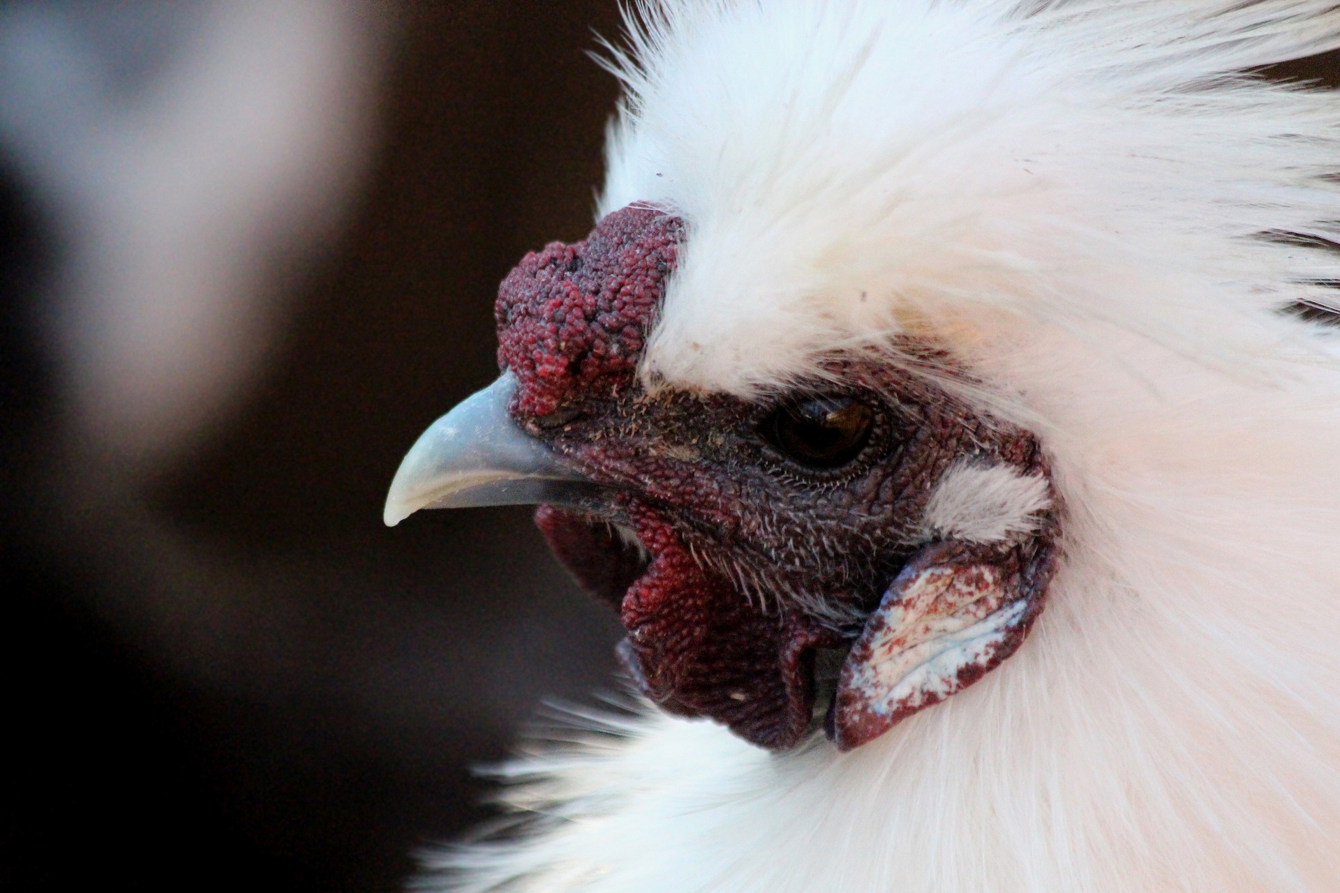 white silkie's face close-up