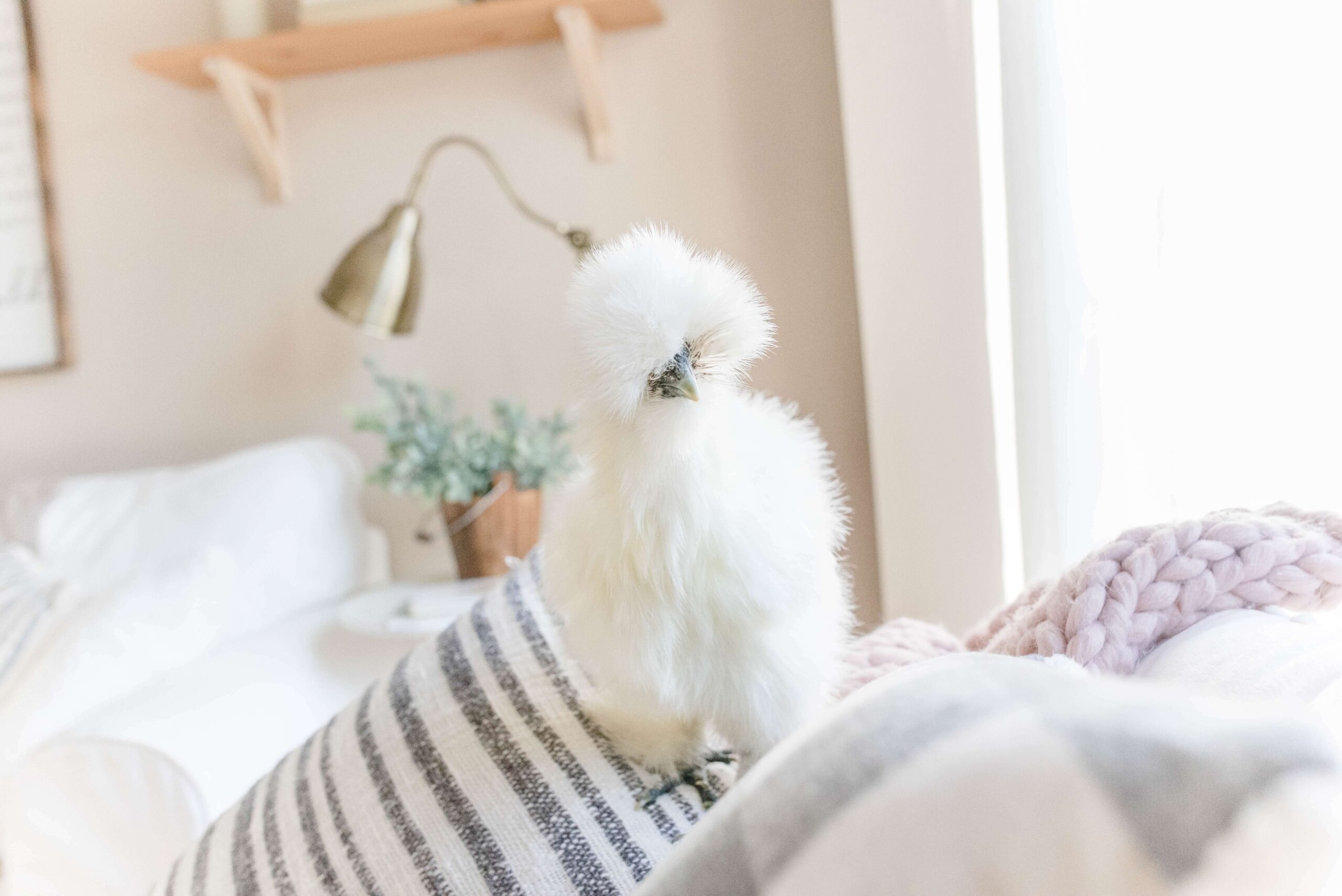 White silkie in the bed