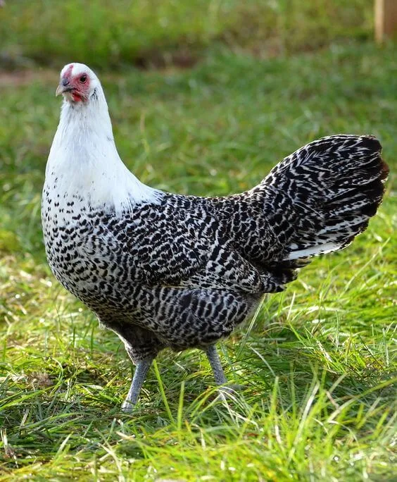 A Silver Deathlayer hen showing silvery-white plumage