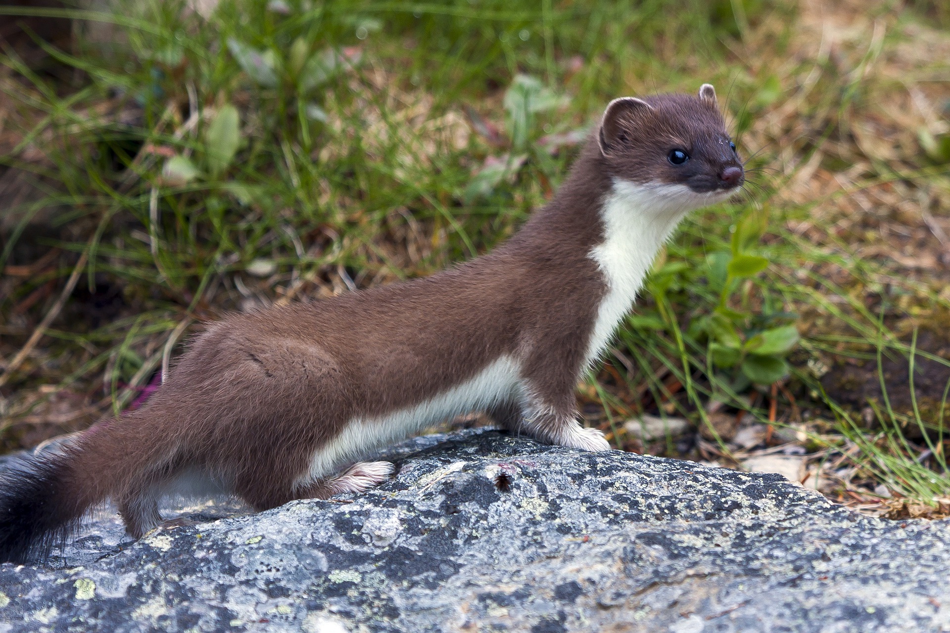brown and white weasel on stone