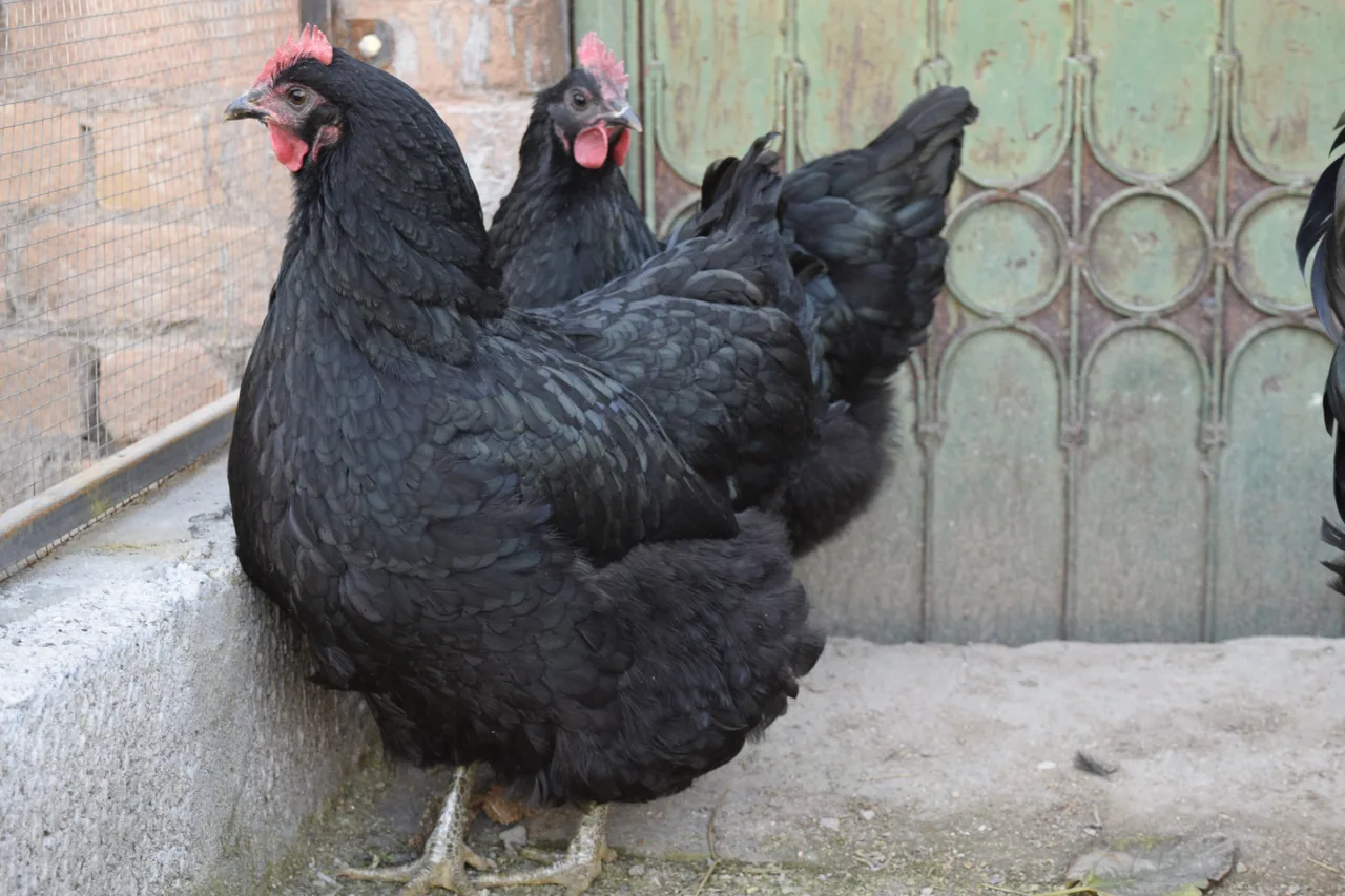 Australorp Chickens: The Complete Breed Guide