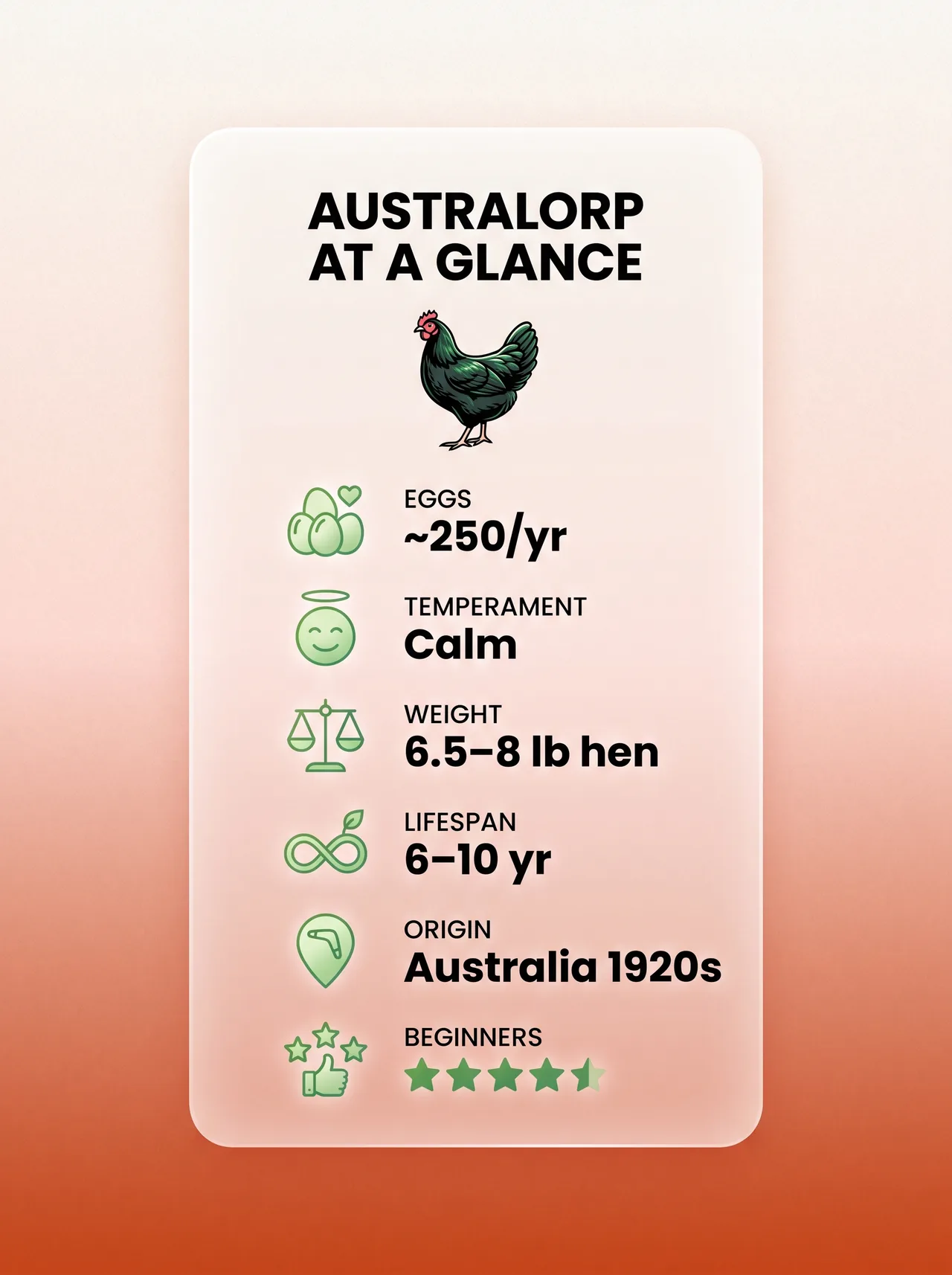 At-a-glance stat card for the Australorp chicken breed — eggs, temperament, weight, lifespan, origin, beginner rating