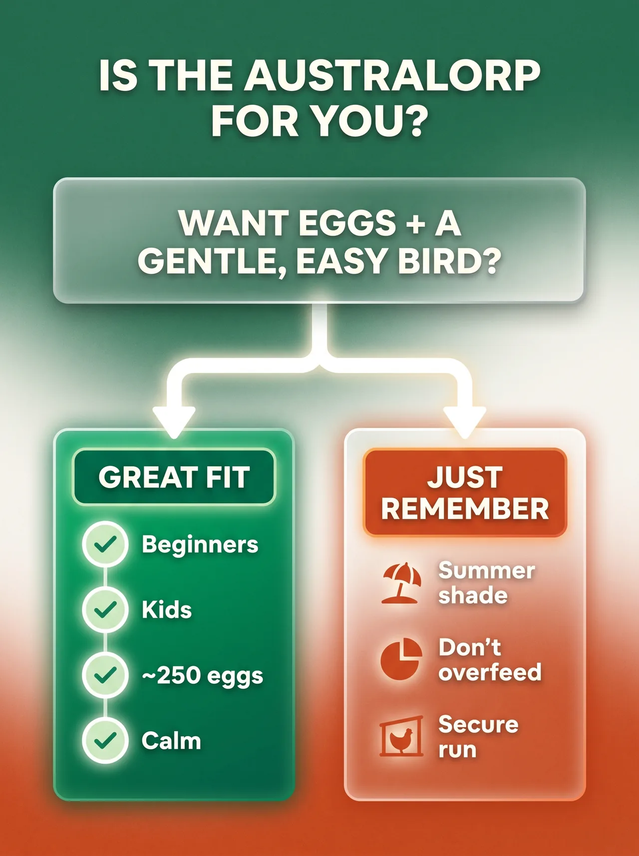 Decision-card infographic on whether the Australorp is a good fit — great for beginners and kids, with reminders on shade, feeding, and predator protection