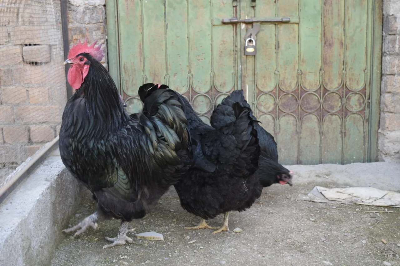 A Black Australorp rooster showing the upright carriage, tall single comb, and beetle-green sheen on black plumage